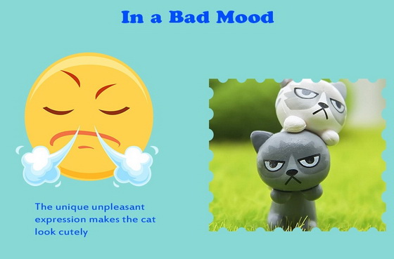 Unhappy Cats