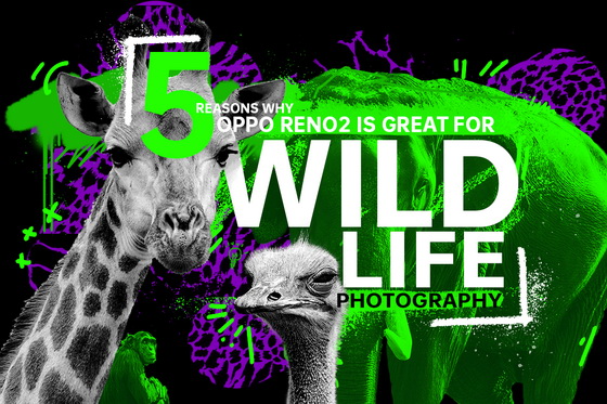 Wildlife Photography