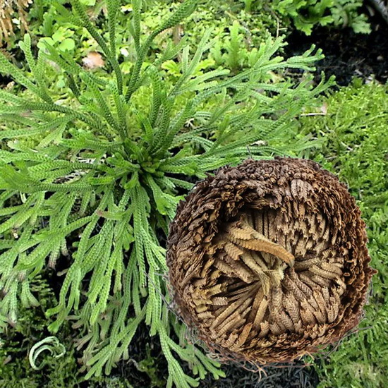 Rose Of Jericho