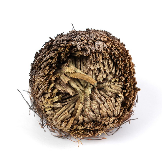 Rose Of Jericho