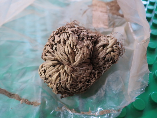Rose Of Jericho