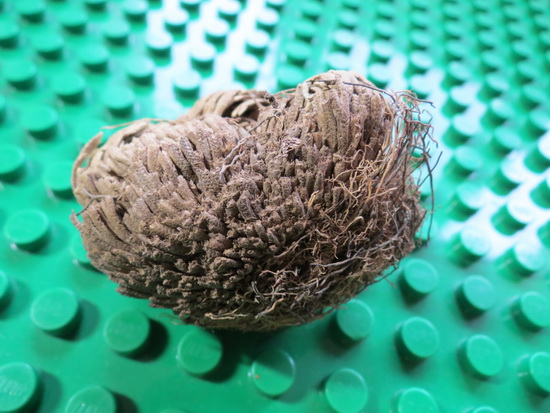 Rose Of Jericho